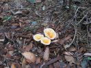 PICTURES/Oregon Coast Road - Fort Clatsop/t_Shrooms - White with Yellow1.jpg